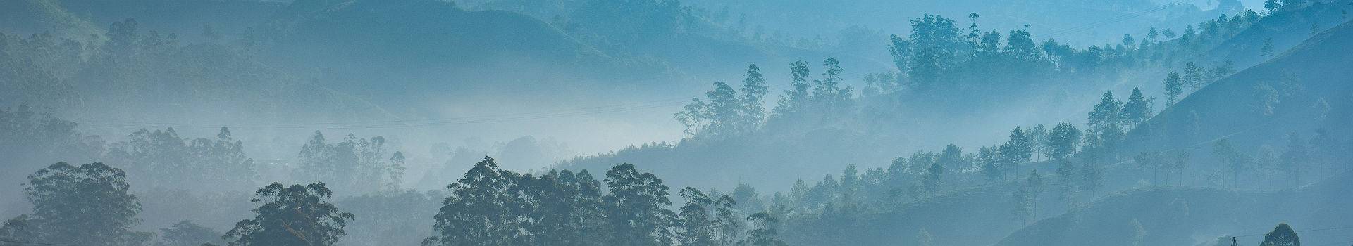 Plantation de thé à Munnar, Kerala - Inde