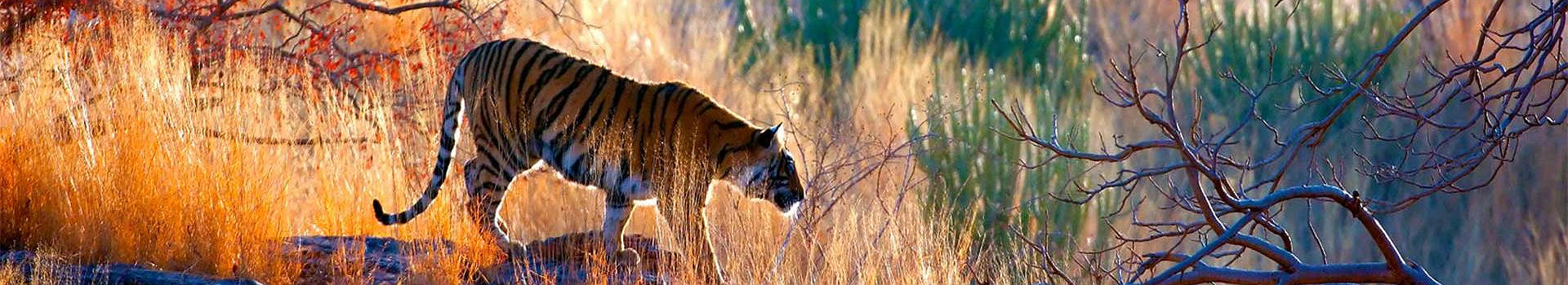 Inde - Portrait d'un tigre de Bengale dans la forêt du parc national de Ranthambore