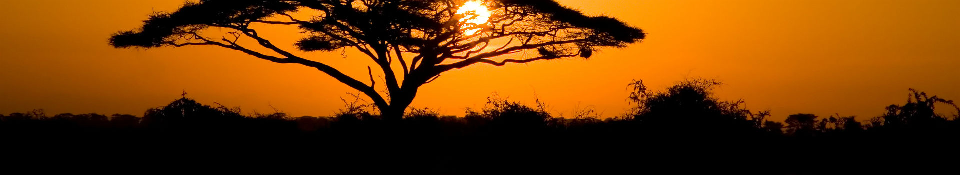 Acacia au coucher du soleil au Amboseli Natural Park, Kenya