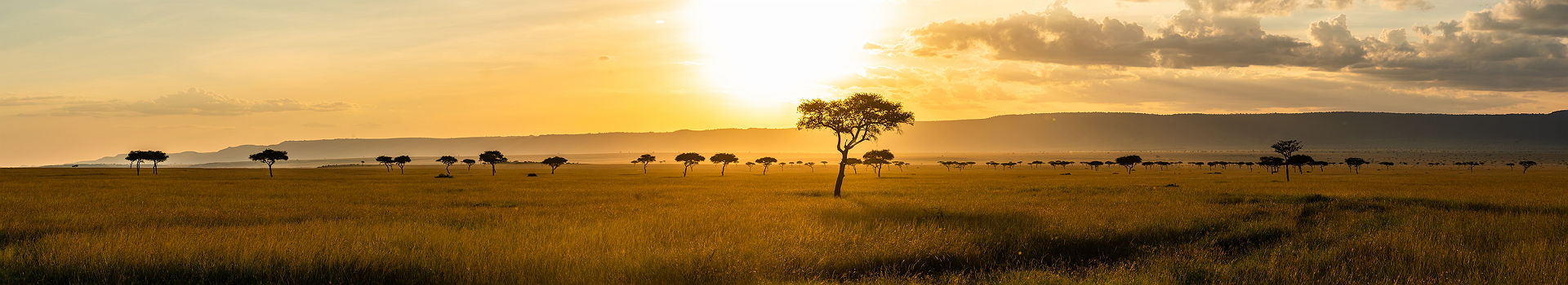 Vue panoramique du parc Masai Mara