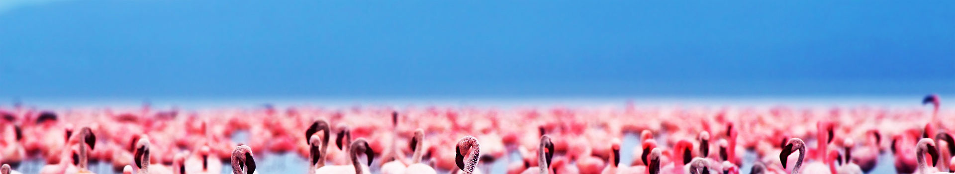 Flamants roses dans le Lac Nakuru au Kenya