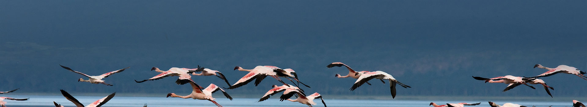 Flamants roses devant le Kilimandjaro, Kenya