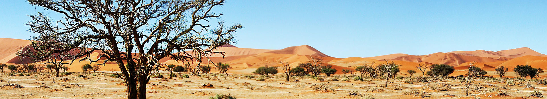 Afrique - Arbres dans le désert du Namib à Namibie
