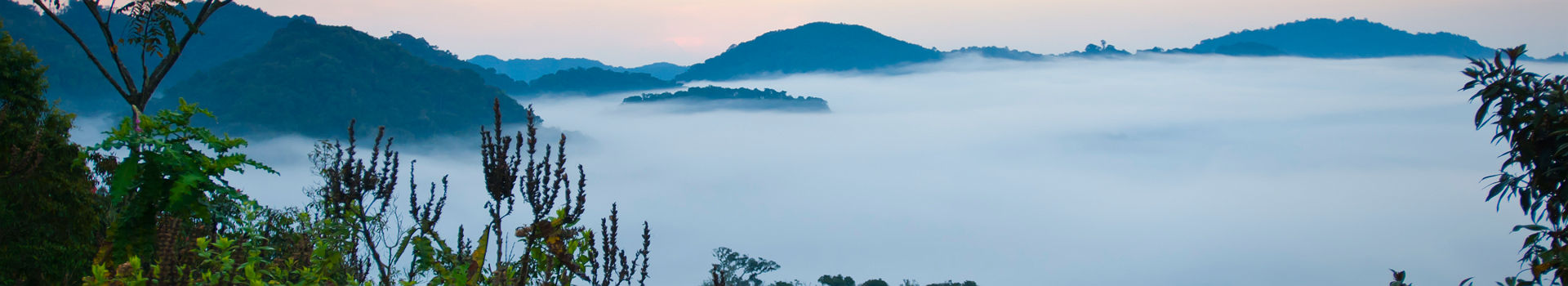 Forêt du Rwanda