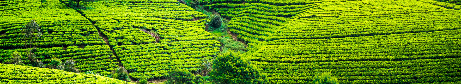 Sri Lanka - Plantations de thé