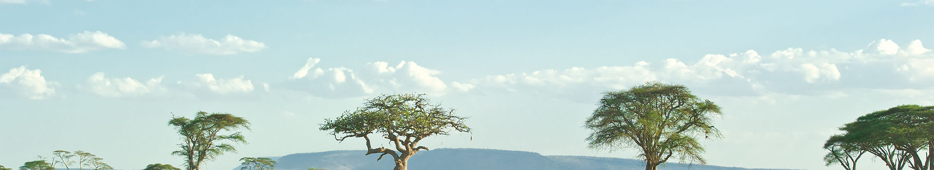 Troupeau d'elephants dans le Parc National du Serengeti - Tanzanie
