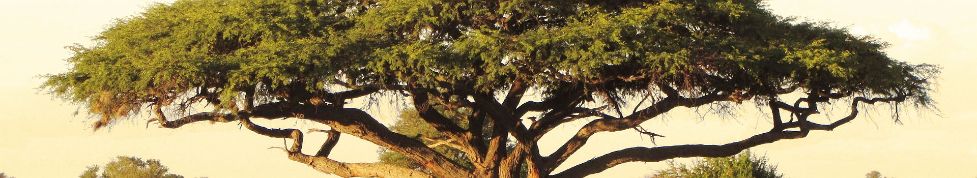 Acacia en Afrique