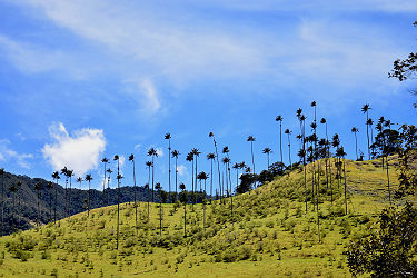 Grands palmiers de la vallée de Cocora - Colombie