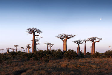 Baobabs à Madagascar