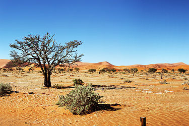 Afrique - Arbres dans le désert du Namib à Namibie