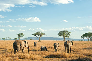 Troupeau d'elephants dans le Parc National du Serengeti - Tanzanie