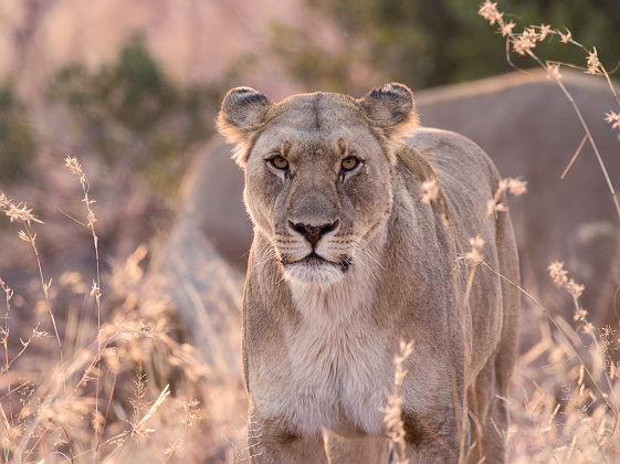 Afrique du Sud - Portrait d'une lionne au parc national Pilanesberg