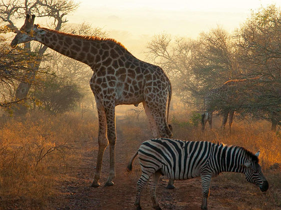 Letamo Lodge - Qwabi Private Game Reserve