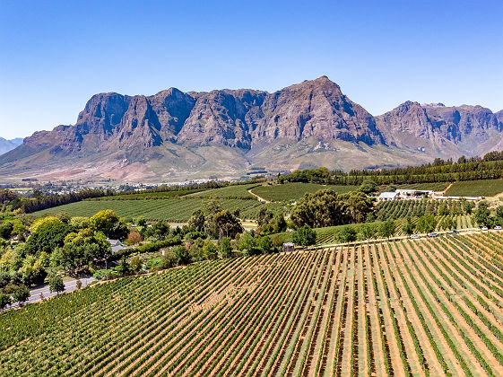 Vignoble de Stellenbosch - Afrique du Sud