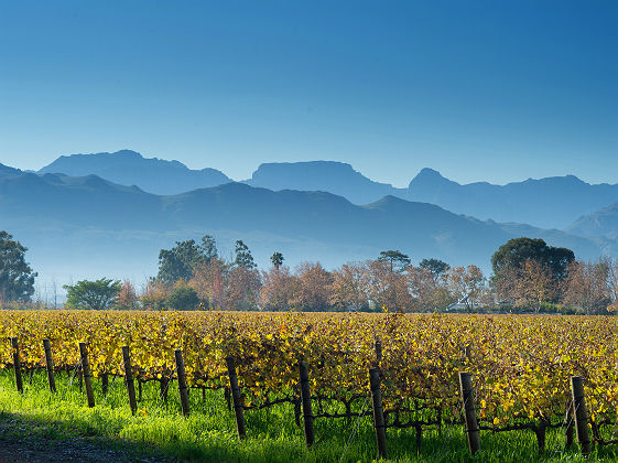 Vignoble de Stellenbosch - Afrique du Sud