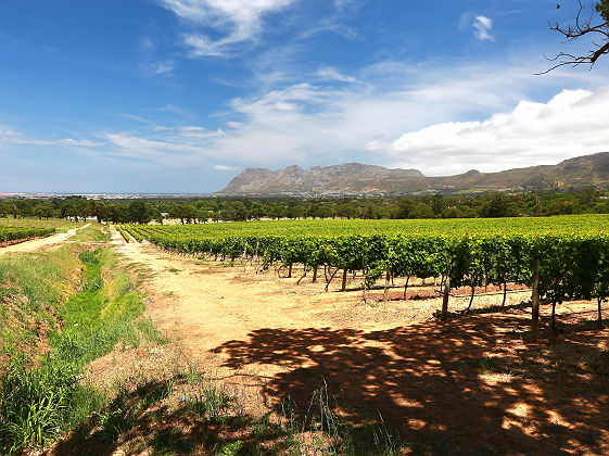 Vignoble près du Cap - Afrique du Sud