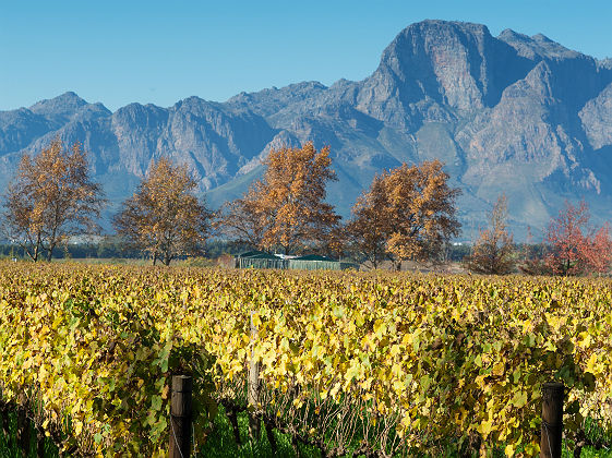 Vignoble de Stellenbosch - Afrique du Sud