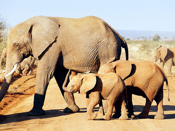 Famille d'éléphants dans la réserve de Madikwe - Afrique du Sud