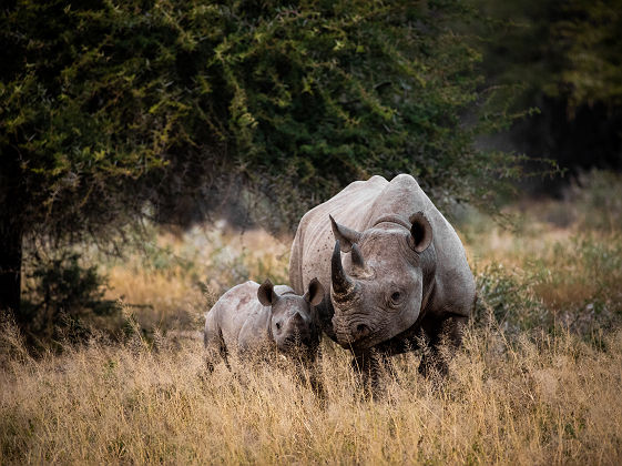 Rhinocéros dans le Kruger National Park