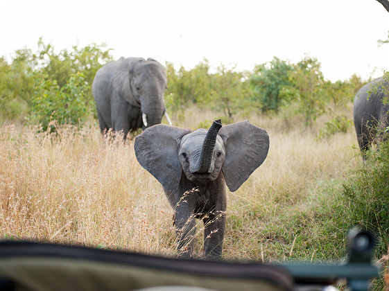 Singita Boulders Lodge - Safari avec éléphants