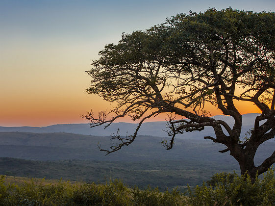 Afrique du Sud - Parc national de Hluhluwe-Imofolozi