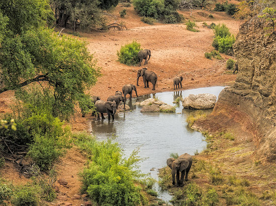 Afrique du Sud - Groupe d'éléphants au parc national Kruger