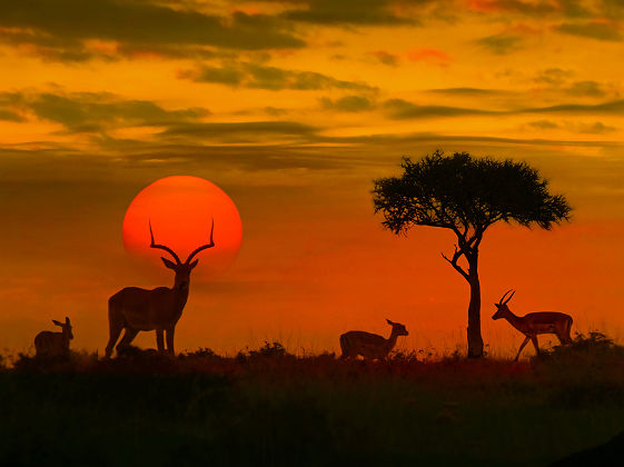 Silhouettes d'antilopes - Afrique du Sud