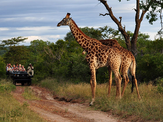 Girafes devant des touristes dans une voiture lors d'un safari - Kruger National Park, Afrique du Sud