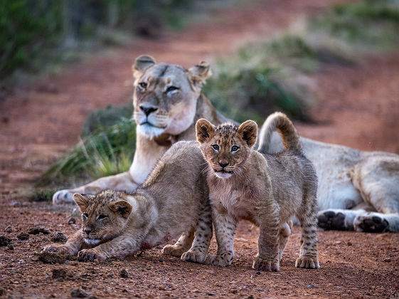 Kwena Lodge - Gondwana Game Reserve 