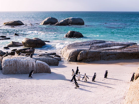 Pingouins à Boulders beach