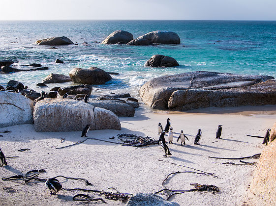 Manchots de Boulders Beach, Table Mountain, Le Cap - Afrique du Sud