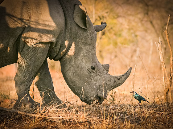 Afrique du Sud - Portrait d'un rhinocéros au parc national Kruger 