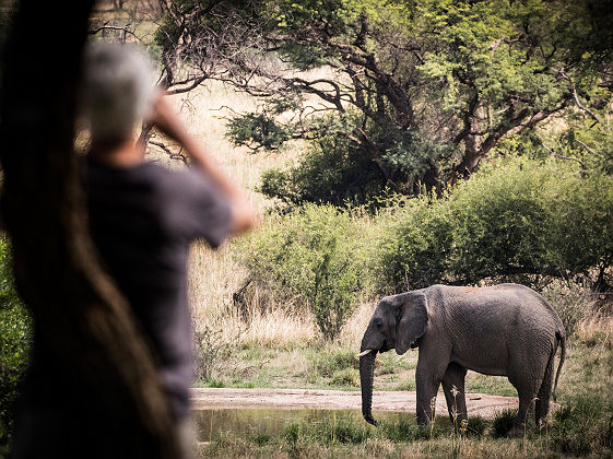 Marataba Safari Lodge, Elephant