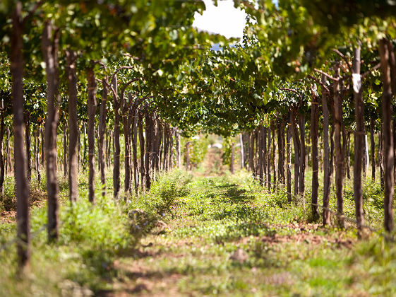 Vignoble argentin près de Cafayate - Argentine