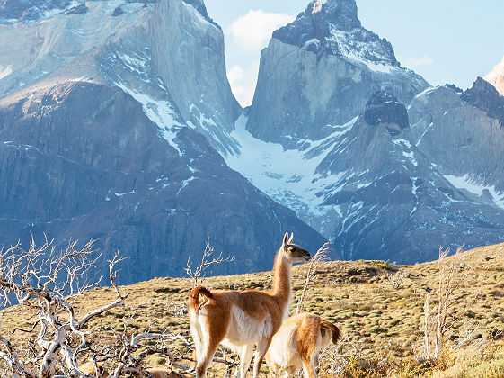 Guanaco (cousin du lama) dans la Patagonie chilienne - Chili