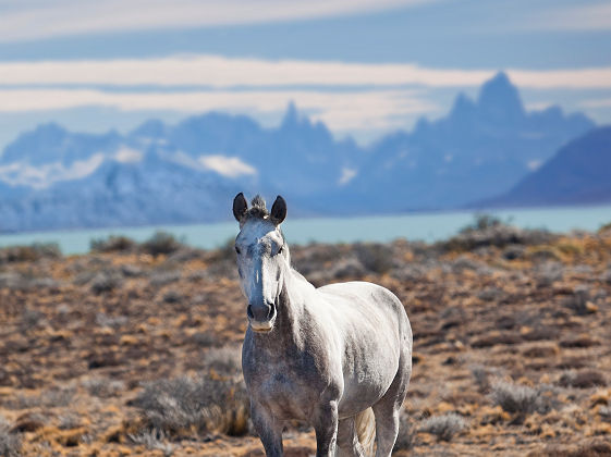 Cheval devant le mont Fitz Roy - Argentine