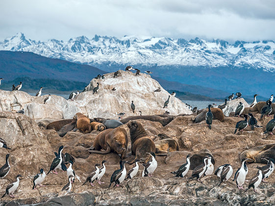 Cormorans impériaux et morses sur le canal de Beagle - Argentine