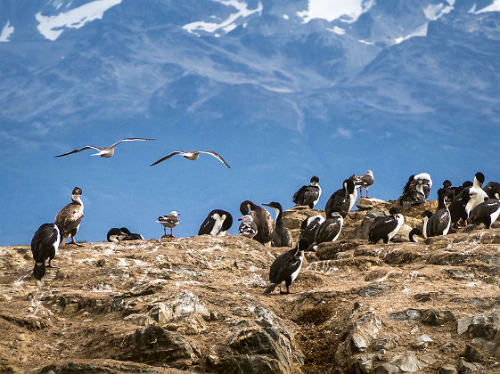 Cormorans impériaux sur une île du canal de Beagle près d'Ushuaia - Argentine