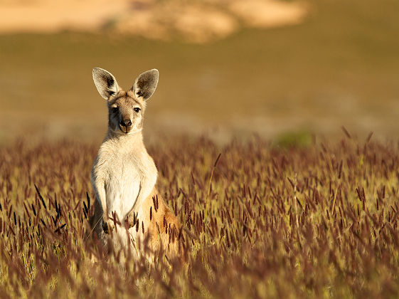 Kangourou - Australie