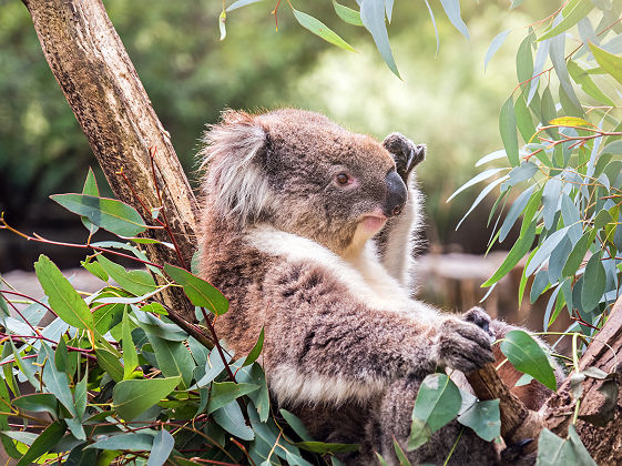 Portrait d'un koala - Australie