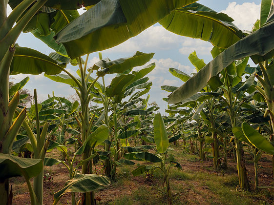 Plantations de bananes en Australie