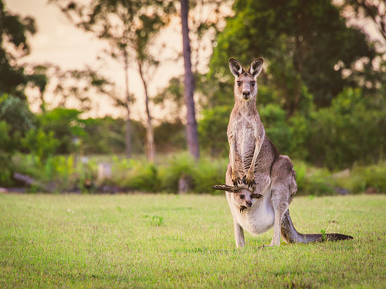 Portrait d'un kangourou et son petit - Australie