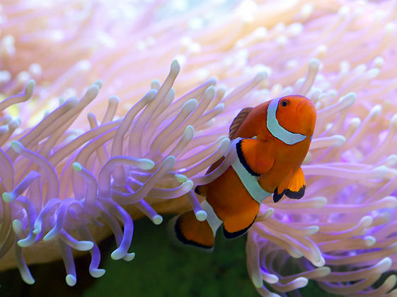 Poisson clown dans une anémone - Australie
