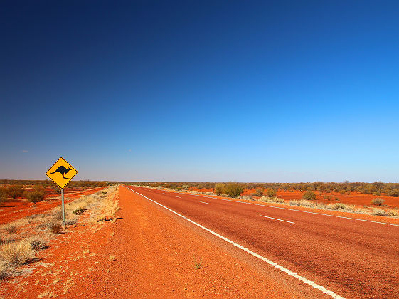 Attention aux kangourous sur la route en Australie