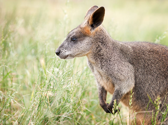 Australie - Portrait d'un kangourou sur la Kangaroo Island