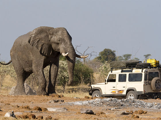 Afrique - Portrait d'un éléphant face à une excursion en 4x4 dans le parc national Chobe