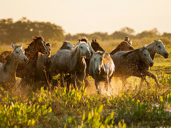 Chevaux du Pantanal - Brésil