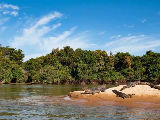 Crocodiles sur les rives de la rivière Cuiaba - Brésil