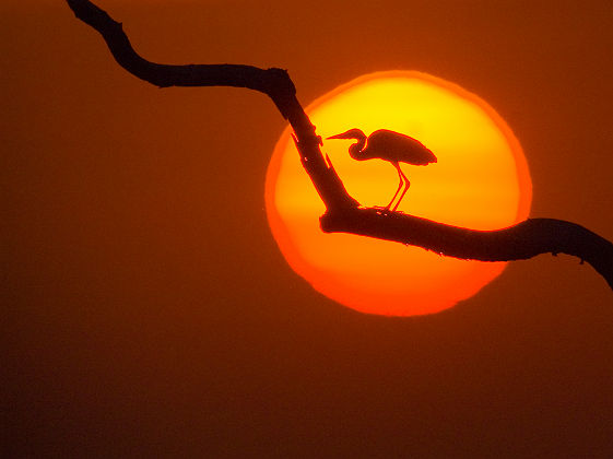 Coucher de soleil derrière une aigrette dans le Pantanal - Brésil