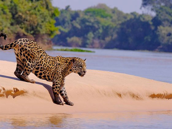 Jaguar près de la rivière Cuiaba - Brésil
